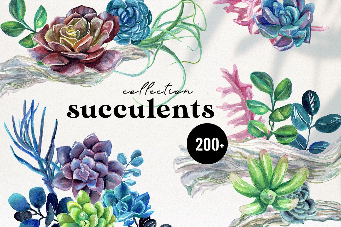 Succulents Watercolor Collection