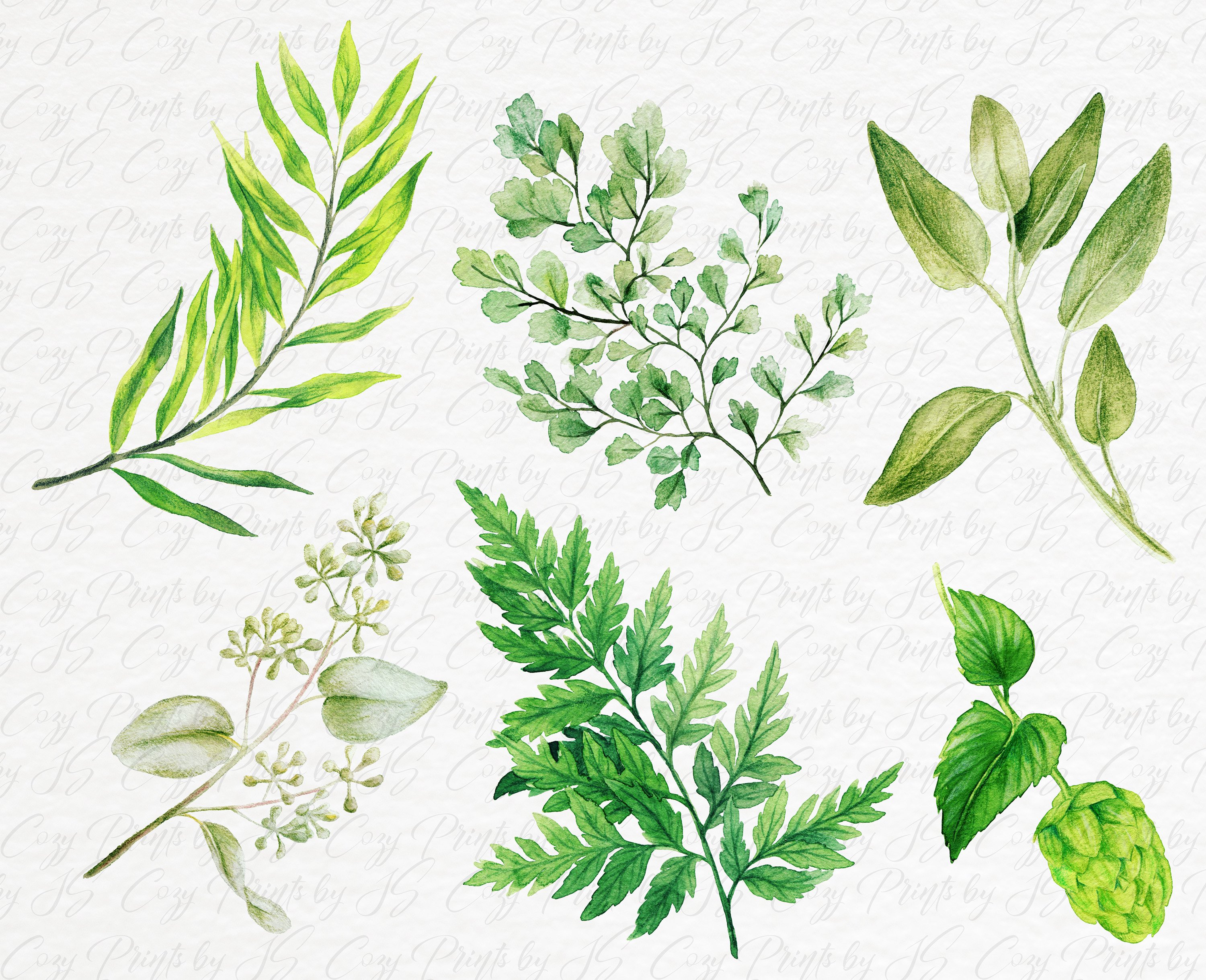 Ferns & Herbs - Botanical Watercolor Clipart