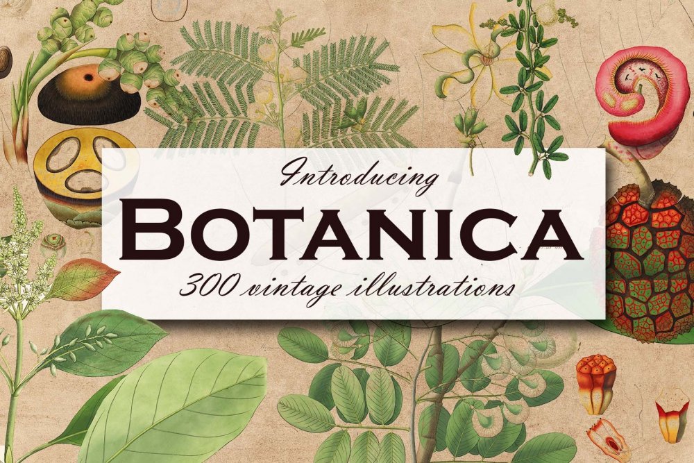 300 Vintage Botanical Illustrations