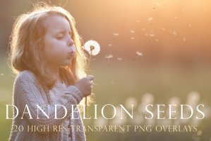 Dandelion Seed Photography Overlays