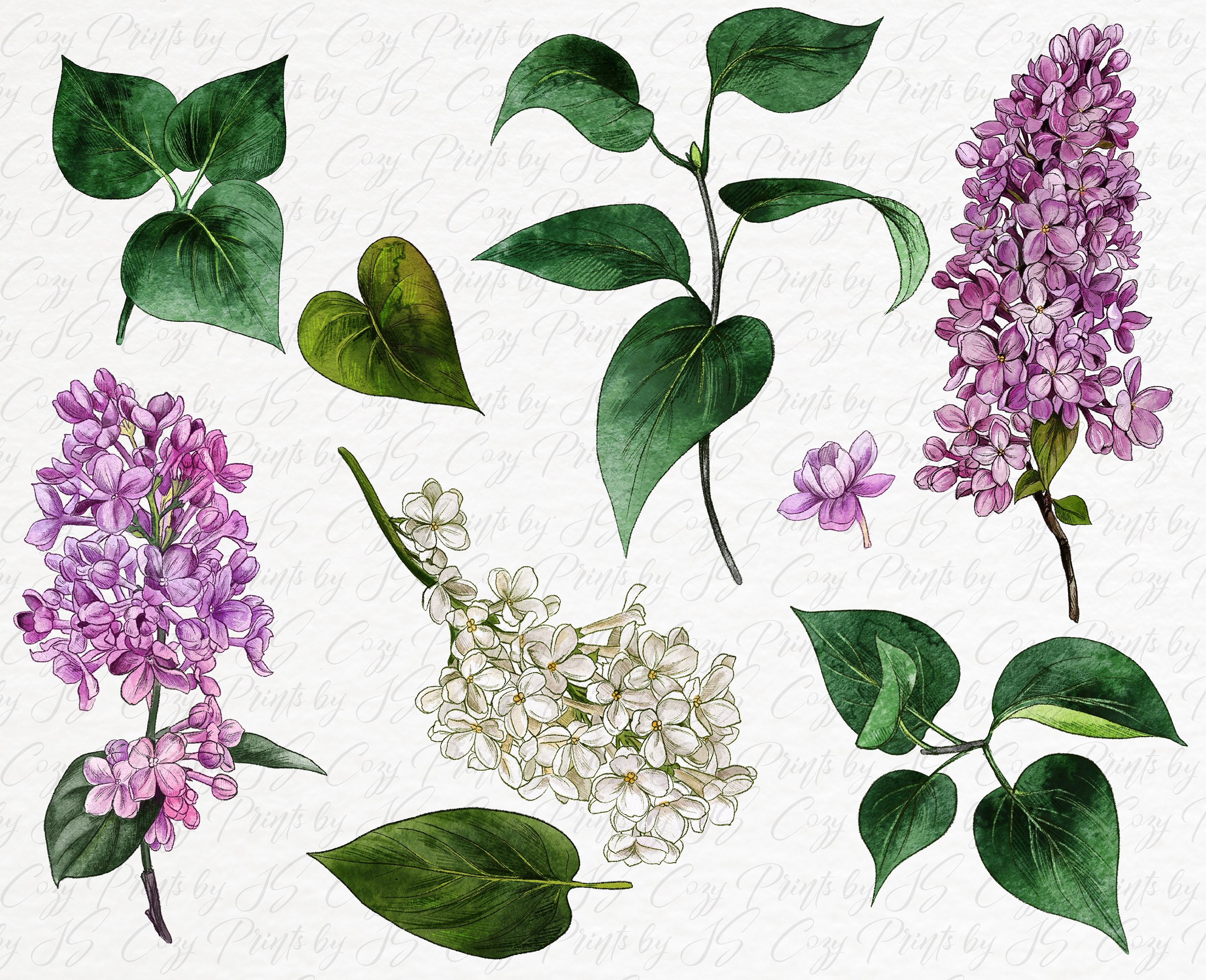Lilac Dreams - Floral Watercolor Clipart Set