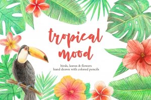 Tropical Plants & Birds Illustrations