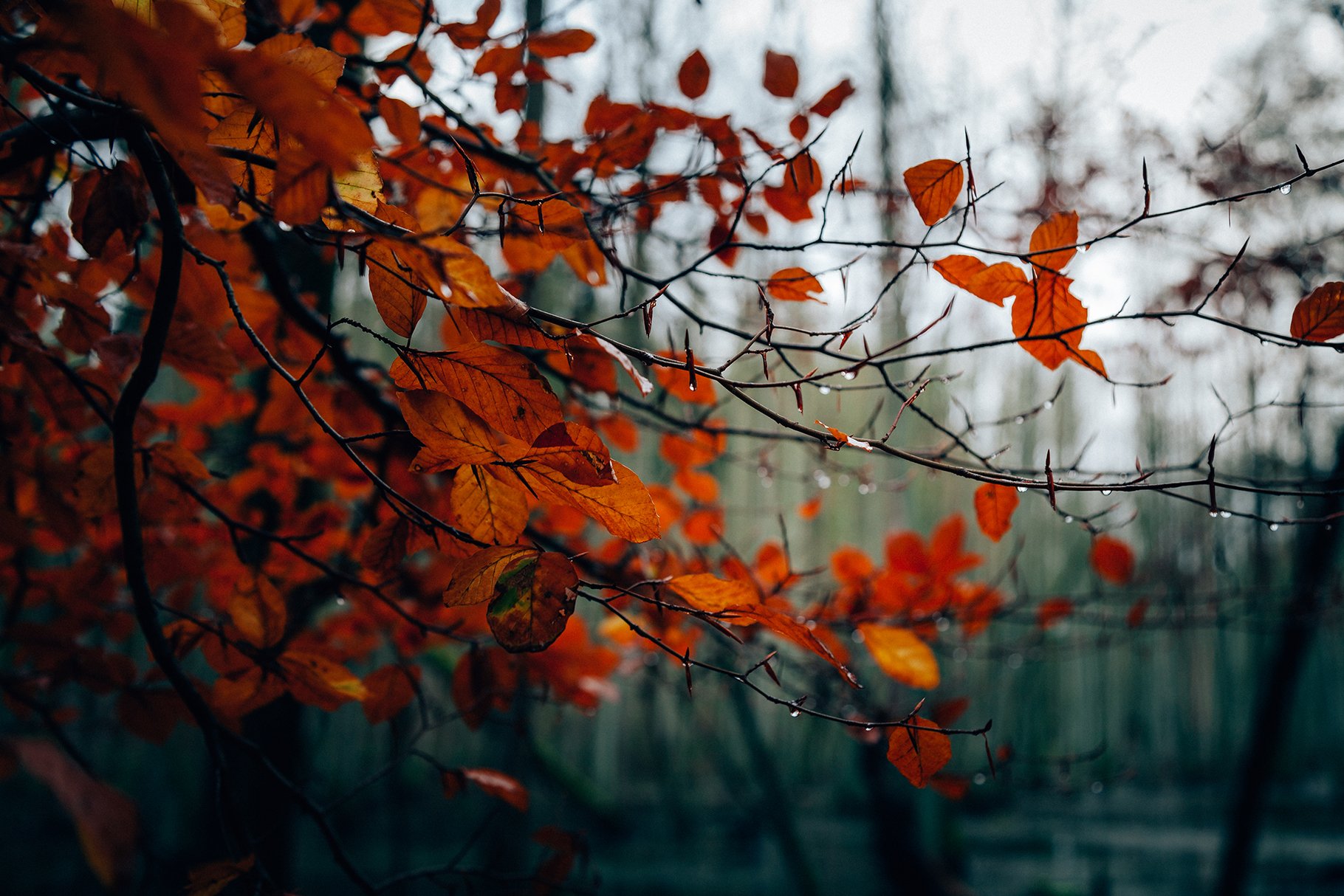 100+ New Hi-Res Autumn Backgrounds - Design Cuts