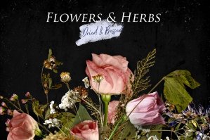Dried & Pressed - Real Flowers & Herbs