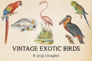 Vintage Exotic Birds