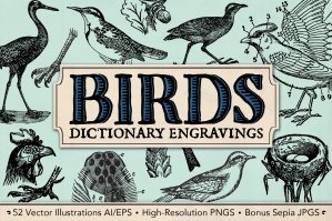 Dictionary Engravings Birds Vintage