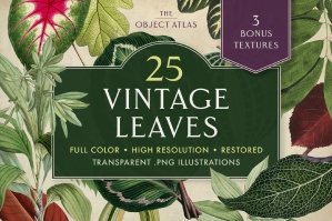 25 Vintage Leaves