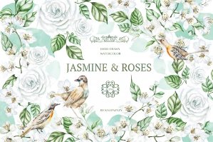 Watercolor Jasmine & Roses
