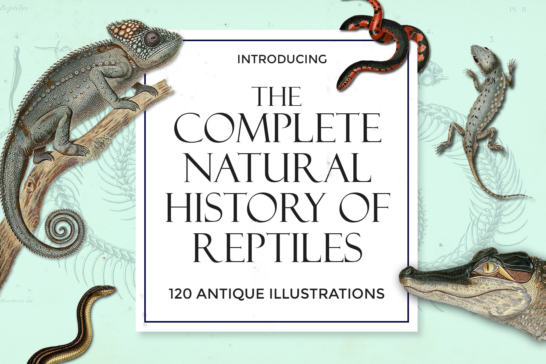 The Complete Natural History of Reptiles