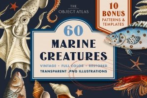 60 Vintage Marine Creatures