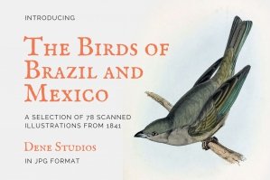 The Birds of Brazil and Mexico