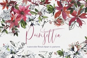 Poinsettia Watercolor Floral Clipart & Patterns