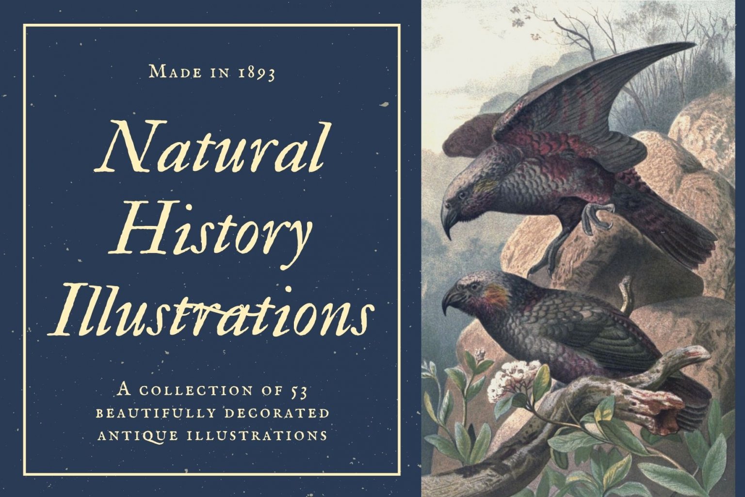 Antique Natural History Illustrations - Design Cuts