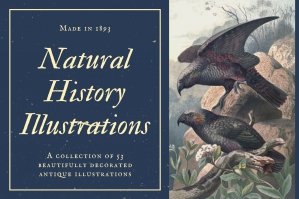 Antique Natural History Illustrations