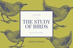The Study of Birds