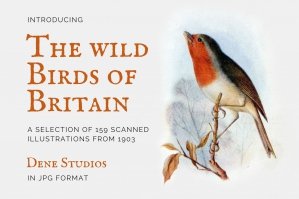 The Wild Birds of Britain