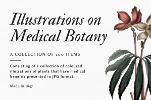 Medical Botany Illustrations