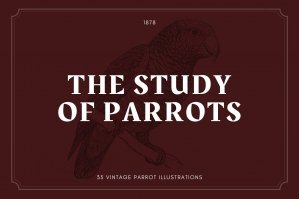 The Study of Parrots