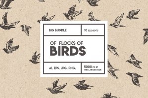 Flocks of Birds, Sketch Style