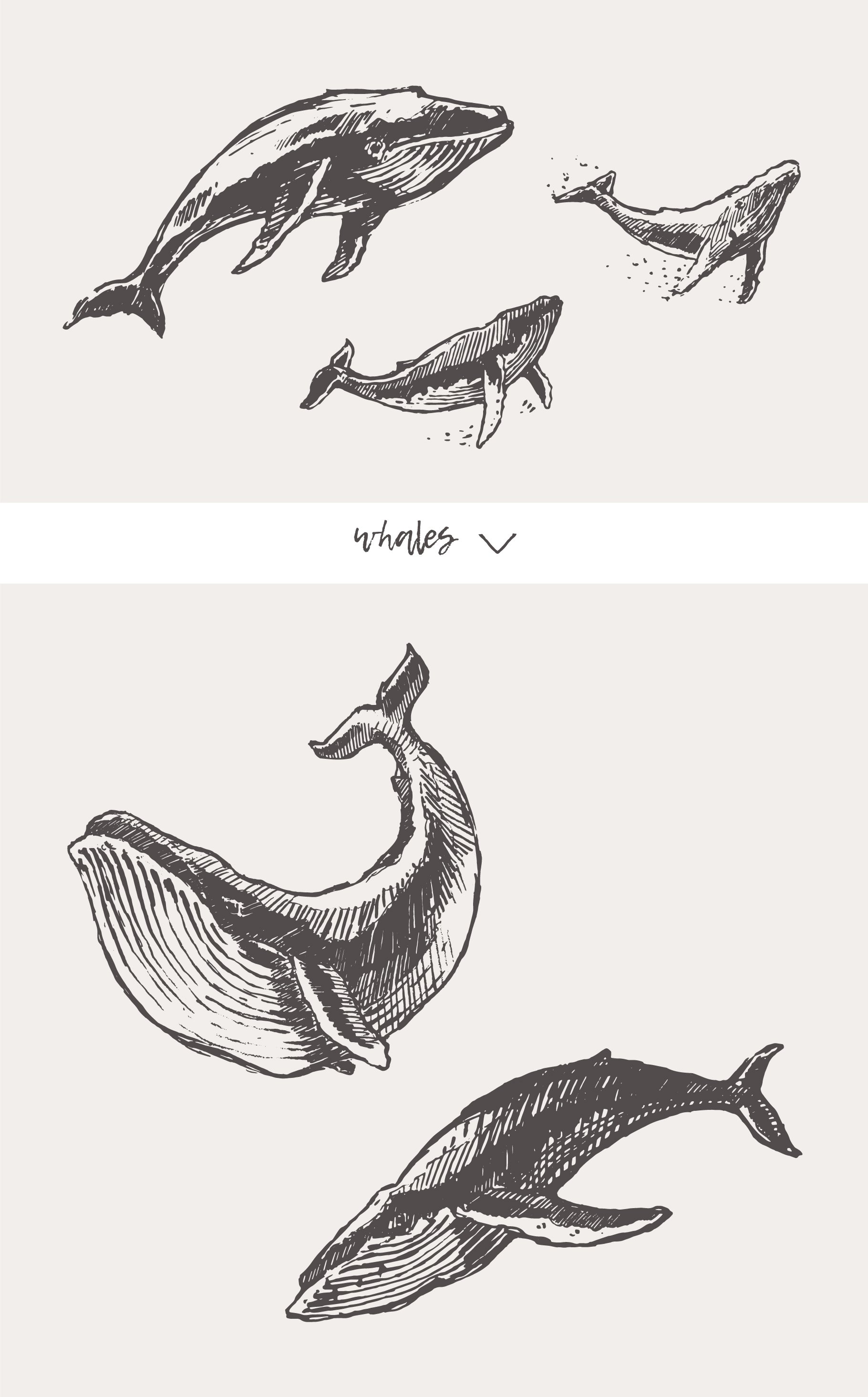 Huge Collection of Animal Drawings - Design Cuts