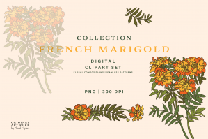French Marigold Clipart Set