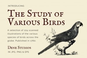 The Study Of Various Birds - Design Cuts