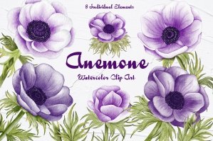 Anemone Watercolor Clipart