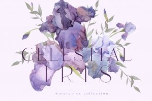 Celestial Iris Watercolor Collection