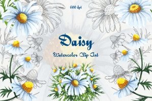 Daisy Watercolor Clipart