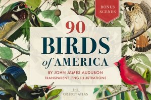 90 Vintage Birds Of America