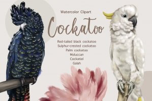 Parrots Watercolor Cockatoo Clipart
