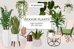 Indoor Plants | Part 1