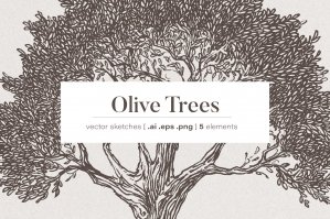 Set Of Illustrations Of Olive Trees