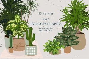 Indoor Plants - Part 2