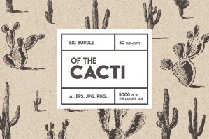 Collection Of Cacti Illustrations