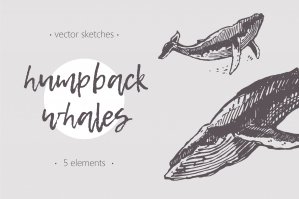 Sketches Of Humpback Whales