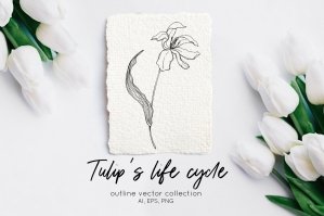 Tulips Life Cycle Botanical Clip Art