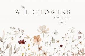 Wildflowers Watercolor Wild Botany