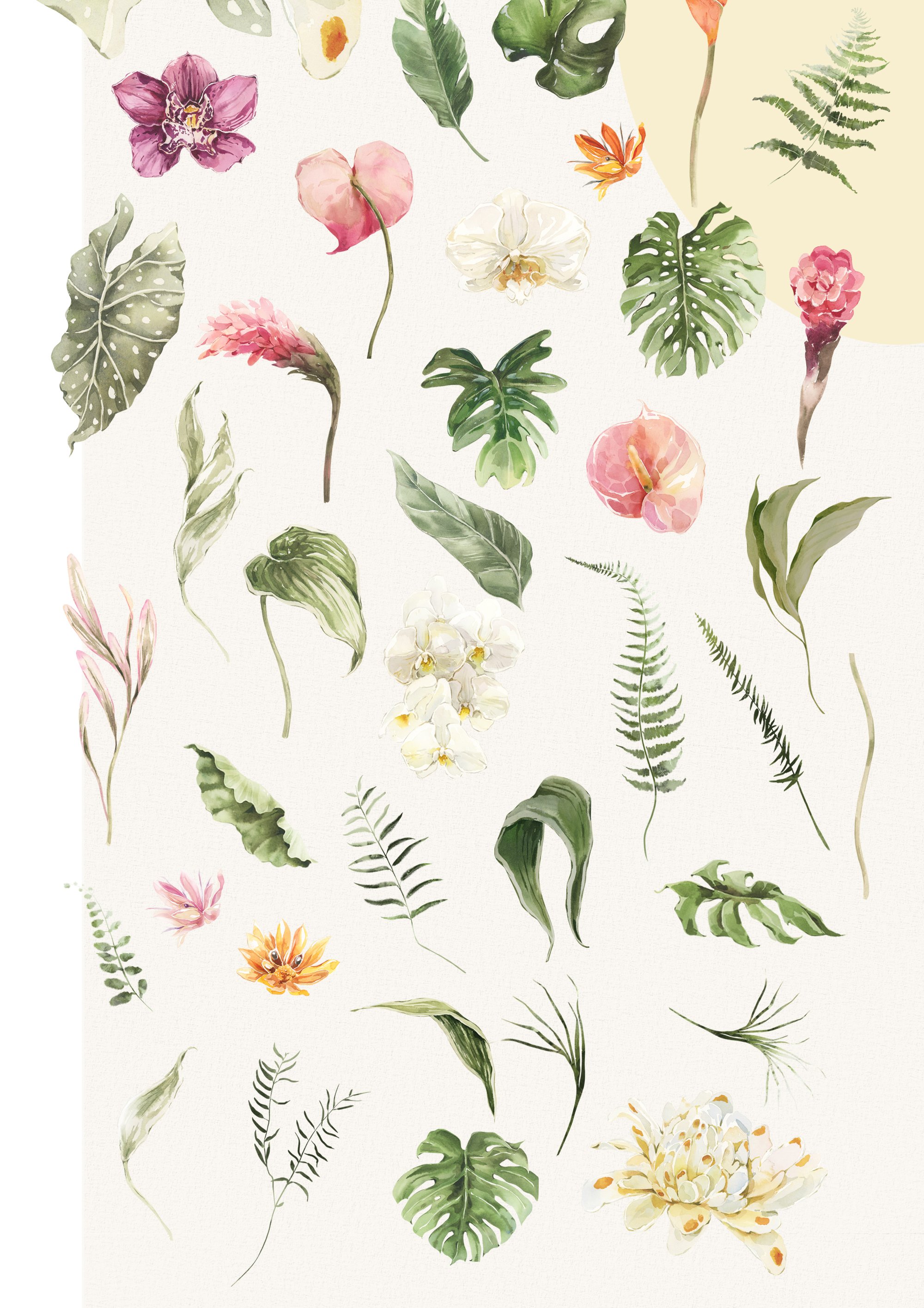 Tropical Colors Floral Watercolor Clipart Collection - Design Cuts