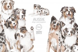 Australian Shepherd Dogs