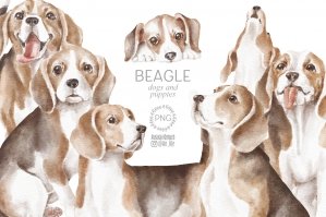 Beagle Dogs Clipart