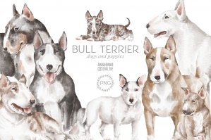 Bull Terrier Dogs And Puppies