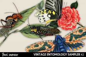 Vintage Entomology Clipart Sampler 2