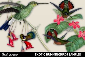 Exotic Hummingbirds Digital Clipart Set