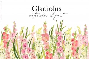 Gladiolus Watercolor Floral Clipart