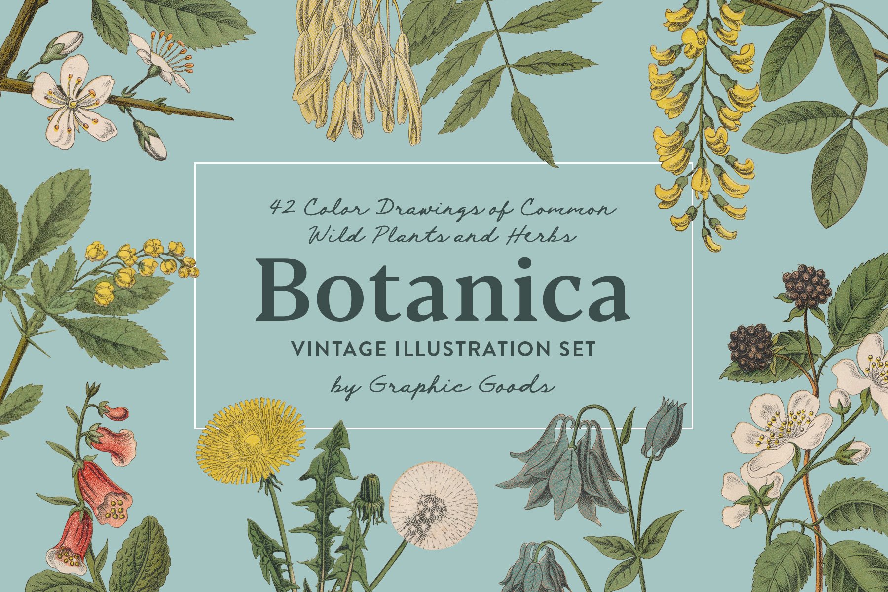 Botanica - Vintage Illustrations - Design Cuts