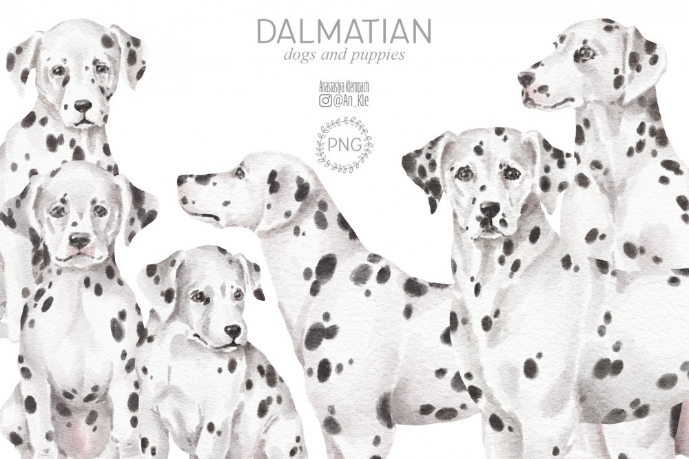 dalmatian dog clip art