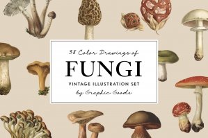Fungi - Vintage Illustrations