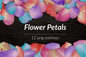 Flower Petals Borders