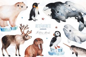 Arctic&antarctic Animals